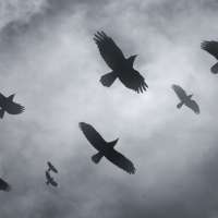 header icon