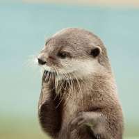 Profile picture for user blob1807