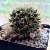 Profile picture for user rG CactusKing